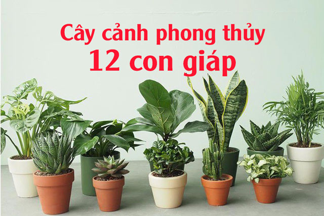 Cây cảnh phong thủy phù hợp với 12 con giáp tốt cho tài vận
