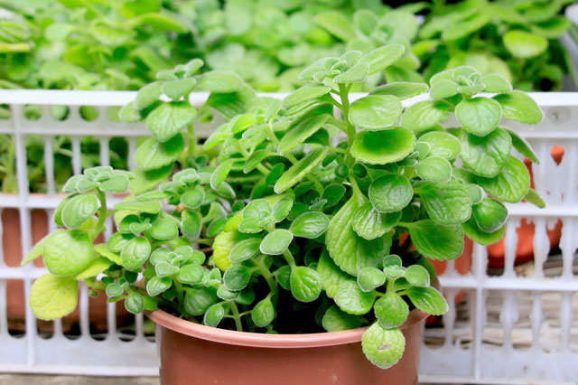 Cây nhất mạt hương