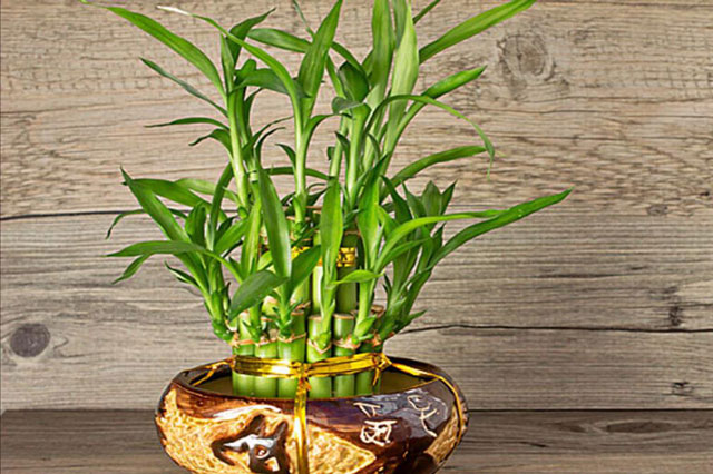Cây phát lộc dành cho người tuổi Mão