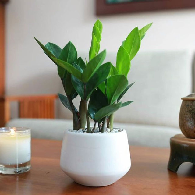 Cây kim tiền để bàn