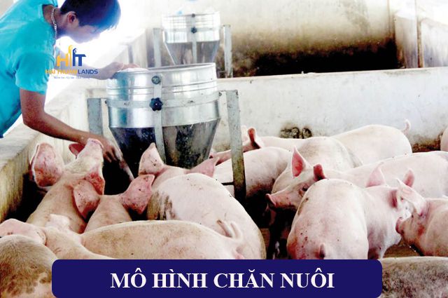 Mở xưởng sản xuất chăn nuôi mang lợi nhuận cao