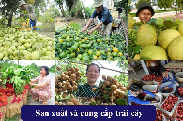 Sản xuất trái cây sạch, mở rộng quy mô